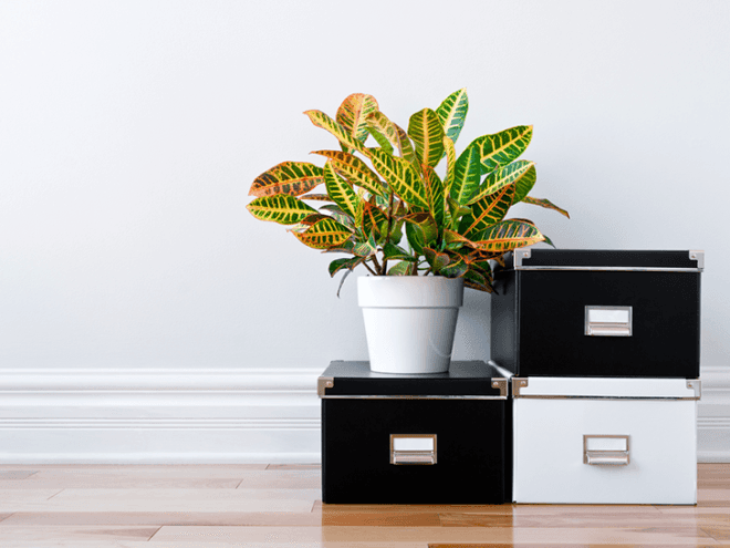 feng shui storage, feng shui decor, feng shui redecorate, feng shui cleaning, feng shui citrus cleanse, feng shui home tips, easy feng shui, winter feng shui, eco feng shui, eco-friendly feng shui tips, green feng shui, green feng shui tips,feng shui winter cures