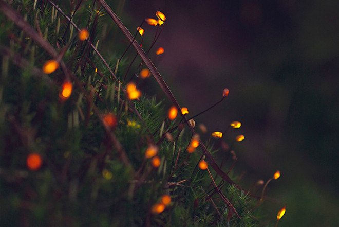Tarek Mawad, Friedrich Van Schoor, Achim Treu, Bioluminescent Forest, short video, magical forest, digital mapping, bioluminescence