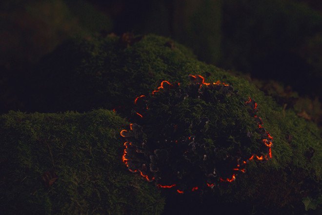 Tarek Mawad, Friedrich Van Schoor, Achim Treu, Bioluminescent Forest, short video, magical forest, digital mapping, bioluminescence