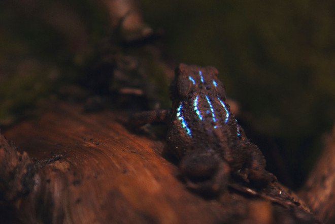 Tarek Mawad, Friedrich Van Schoor, Achim Treu, Bioluminescent Forest, short video, magical forest, digital mapping, bioluminescence