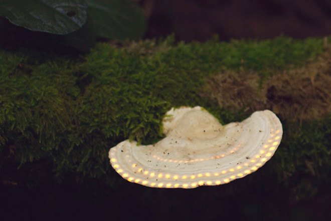Tarek Mawad, Friedrich Van Schoor, Achim Treu, Bioluminescent Forest, short video, magical forest, digital mapping, bioluminescence