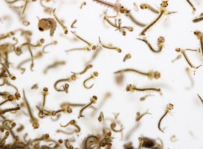 Mosquitoes, mosquito, Aedes aegypti, tropical mosquitoes, tropical diseases, dengue, dengue fever, break-bone fever, chikungunya
