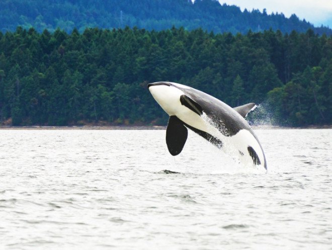 Endangered sea life, ocean life, river organisms, cooling systems, Fish and Wildlife Service, National Marine Fisheries Service, Waterkeeper Alliance, orca, orcas