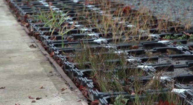 clean energy, clean power, electricity, plants, photosynthesis, Netherlands, Dutch, Plant-e, plant power, solar, wind, LED lights, streelights, city lights, public lights, power, energy, sustainable, renewable