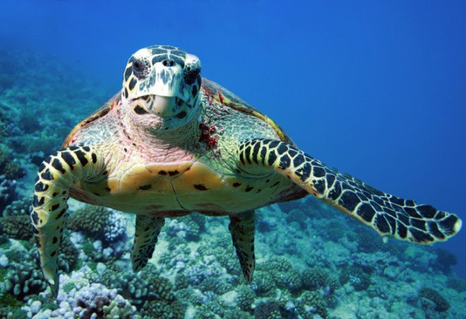Endangered sea life, sea turtle, endangered sea turtle, ocean life, river organisms, cooling systems, Fish and Wildlife Service, National Marine Fisheries Service, Waterkeeper Alliance