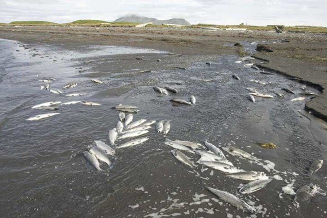 Dead Fish Dead Birds Mass DIe-Off Die-Off Study