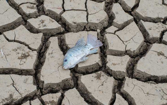 Dead Fish Dead Birds Mass DIe-Off Die-Off Study