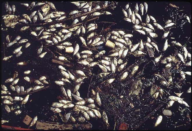 Dead Fish Dead Birds Mass DIe-Off Die-Off Study