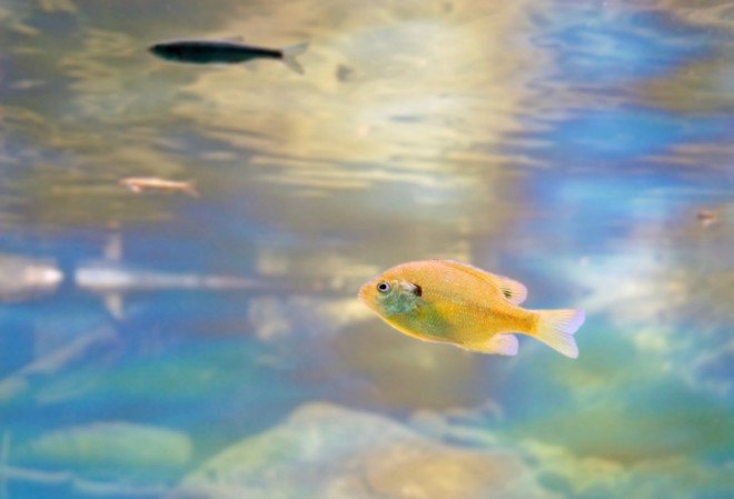 lake taho, nevada, pollution, crayfish, crawfish, invasive species, algae, pollution