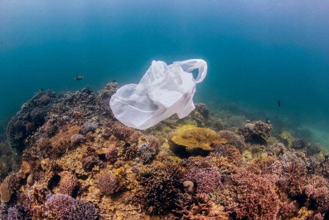 plastic, trash, garbage, litter, ocean, clean up, sea turtles, Australia, Sydney, wildlife rehabilitation, danger, health, recycling, conservation