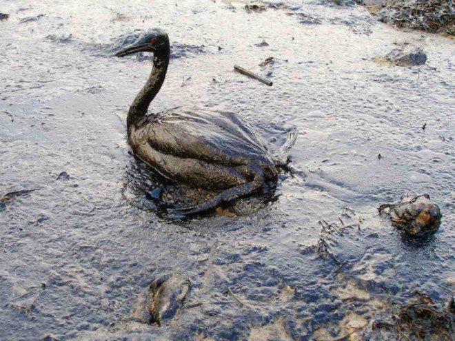 singapore oil spill, oil spill clean up, major oil spills, ship collision, singapore ship collision, straits of singapore collision, oil tanker collision, oil carrier collision, libyan ship collision, libyan oil tanker, singapore oil tanker, singapore oil carrier