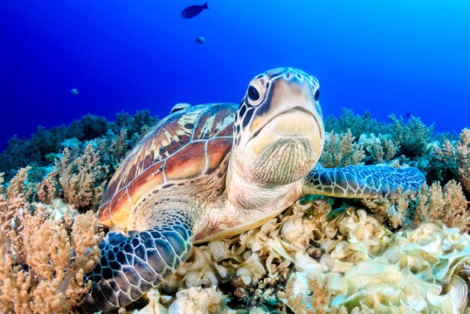 plastic, trash, garbage, litter, ocean, clean up, sea turtles, Australia, Sydney, wildlife rehabilitation, danger, health, recycling, conservation