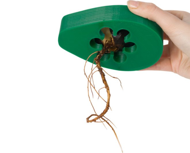 Avocado roots, AvoSeedo, avocado, avocados, avocado seed, avocado seeds, avocado pit, avocado pits, tree, avocado trees, avocado tree, grow your own avocado, grow indoors, indoor gardening, urban gardening, Kickstarter