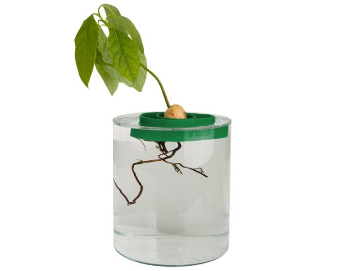 AvoSeedo, avocado, avocados, avocado seed, avocado seeds, avocado pit, avocado pits, tree, avocado trees, avocado tree,