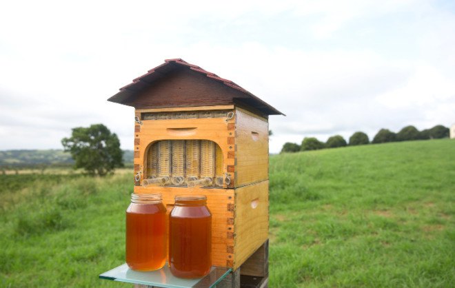 Flow Hive, Flow Frames, Honey Flow, honey on tap, beehive, bees, honey, apiculture, beekeeping, urban beekeeping, honey extraction, honey extraction without disturbing bees, gardening, pollinators, colony collapse disorder, insects, animals, Cedar Anderson, Stuart Anderson