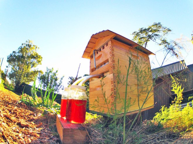 Flow Hive, Flow Frames, Honey Flow, honey on tap, beehive, bees, honey, apiculture, beekeeping, urban beekeeping, honey extraction, honey extraction without disturbing bees, gardening, pollinators, colony collapse disorder, insects, animals