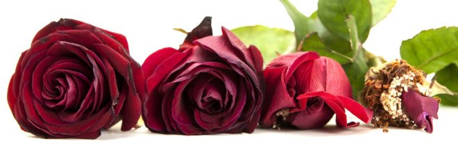 valentine's day, environmental impact, flowers, roses, crops, CO2, carbon dioxide, red roses, carbon impact roses, environmental impact roses, carbon footprint, flowers,