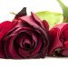 valentine's day, environmental impact, flowers, roses, crops, CO2, carbon dioxide, red roses, carbon impact roses, environmental impact roses, carbon footprint, flowers,