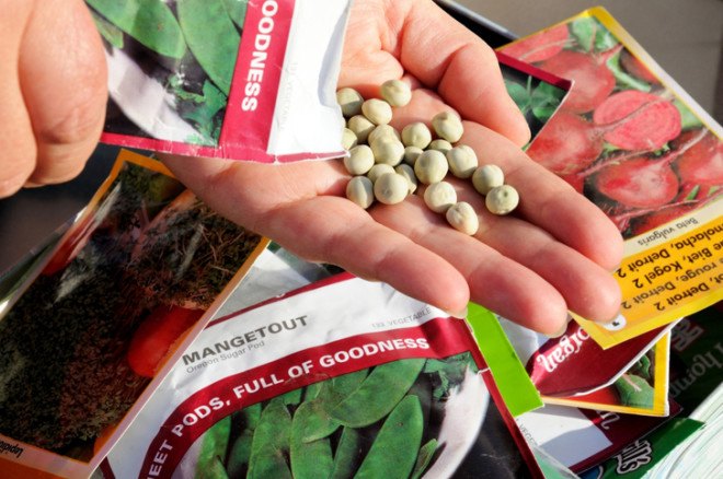 Valentine, Valentine's Day, valentine, valentines, seeds, valentine seeds, seed box