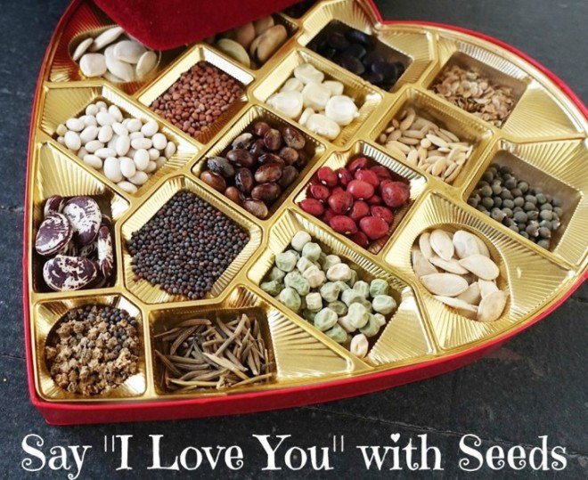 Valentine, Valentine's Day, valentine, valentines, seeds, valentine seeds, seed box