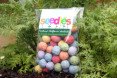 seedles, bees, honey bee, colony collapse disorder, wildflowers, pollination, sustainable food, chris burley, Ei Ei Khin, food production, beehive, pesticides