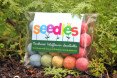 seedles, bees, honey bee, colony collapse disorder, wildflowers, pollination, sustainable food, chris burley, Ei Ei Khin, food production, beehive, pesticides
