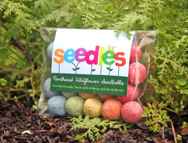 seedles, bees, honey bee, colony collapse disorder, wildflowers, pollination, sustainable food, chris burley, Ei Ei Khin, food production, beehive, pesticides