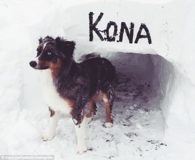 Snow tunnel, snow tunnels, digging snow tunnels, 2015 snowfall, tunnels, dog snow tunnel