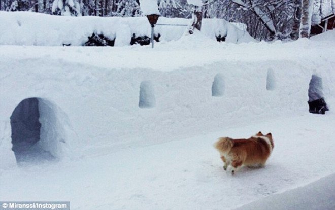 Snow tunnel, snow tunnels, digging snow tunnels, 2015 snowfall, tunnels