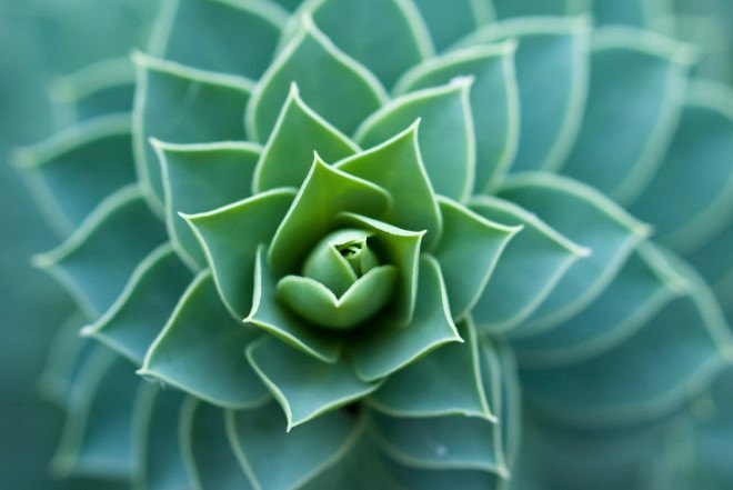 biomimicry, arizona state university master's degree, asu biomimicry center, online biomimicry degree program, janine benyus, biomimicry 3.8