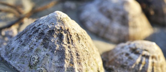 limpet teeth, university of portsmouth, strongest natural material, biomimicry, green design, seashells, teeth