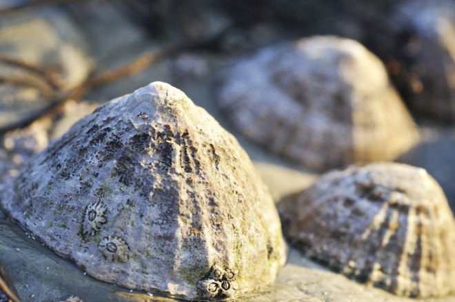 limpet teeth, university of portsmouth, strongest natural material, biomimicry, green design, seashells, teeth