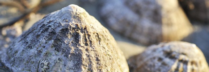 limpet teeth, university of portsmouth, strongest natural material, biomimicry, green design, seashells, teeth