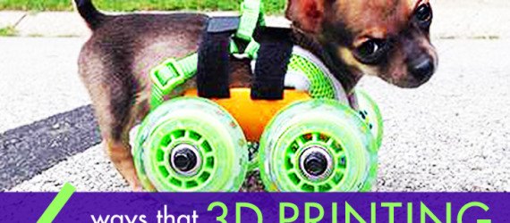 3D printing for animals, animal care, 3D printed human cells, prosthetics for animals, Heriot Watt University, Beauty the Bald Eagle, Hermit Crabs shelter, TurboRoo The Chihuahua, Prosthetic Foot, Buttercup the Duck