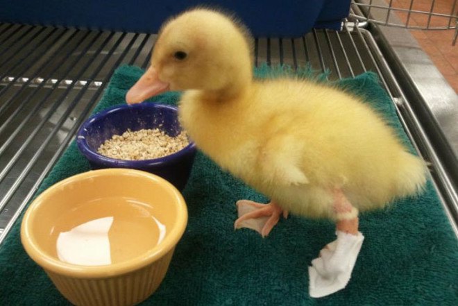 3D printing for animals, animal care, 3D printed human cells, prosthetics for animals, Heriot Watt University, Beauty the Bald Eagle, Hermit Crabs shelter, TurboRoo The Chihuahua, Prosthetic Foot, Buttercup the Duck