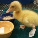 3D printing for animals, animal care, 3D printed human cells, prosthetics for animals, Heriot Watt University, Beauty the Bald Eagle, Hermit Crabs shelter, TurboRoo The Chihuahua, Prosthetic Foot, Buttercup the Duck