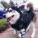 3D printing for animals, animal care, 3D printed human cells, prosthetics for animals, Heriot Watt University, Beauty the Bald Eagle, Hermit Crabs shelter, TurboRoo The Chihuahua, Prosthetic Foot, Buttercup the Duck