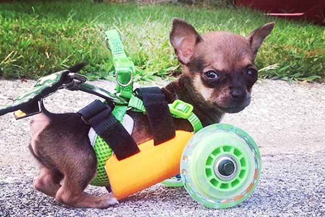 3D printing for animals, animal care, 3D printed human cells, prosthetics for animals, Heriot Watt University, Beauty the Bald Eagle, Hermit Crabs shelter, TurboRoo The Chihuahua, Prosthetic Foot, Buttercup the Duck