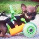 3D printing for animals, animal care, 3D printed human cells, prosthetics for animals, Heriot Watt University, Beauty the Bald Eagle, Hermit Crabs shelter, TurboRoo The Chihuahua, Prosthetic Foot, Buttercup the Duck