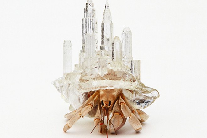 3D printing for animals, animal care, 3D printed human cells, prosthetics for animals, Heriot Watt University, Beauty the Bald Eagle, Hermit Crabs shelter, TurboRoo The Chihuahua, Prosthetic Foot, Buttercup the Duck