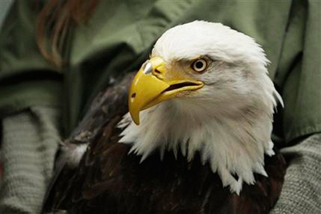 3D printing for animals, animal care, 3D printed human cells, prosthetics for animals, Heriot Watt University, Beauty the Bald Eagle, Hermit Crabs shelter, TurboRoo The Chihuahua, Prosthetic Foot, Buttercup the Duck
