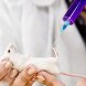 3D printing for animals, animal care, 3D printed human cells, prosthetics for animals, Heriot Watt University, Beauty the Bald Eagle, Hermit Crabs shelter, TurboRoo The Chihuahua, Prosthetic Foot, Buttercup the Duck