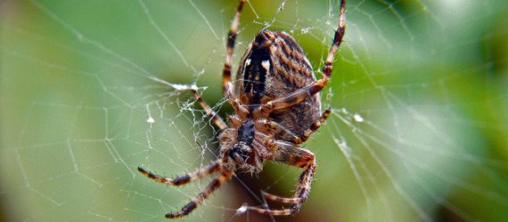 spider, spider silk, regenerative medicine, super strong silk, genetically modified insects, universidad politecnia de madrid, madrid, spain,