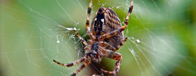 spider, spider silk, regenerative medicine, super strong silk, genetically modified insects, universidad politecnia de madrid, madrid, spain,