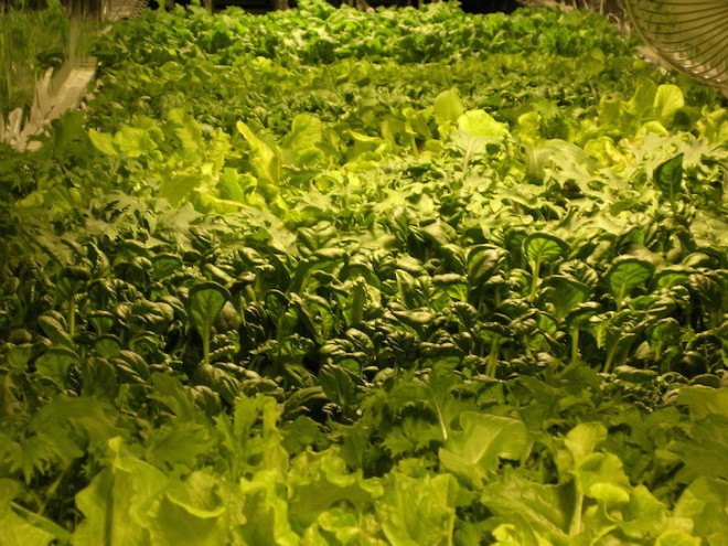 world’s largest indoor vertical farm, indoor vertical farm, vertical farm, Newark, New Jersey, converted steel factory, aeroponics, AeroFarms, RBH Group, urban farm, urban farming, sustainable farming, micro fleece cloth, LEDs, zero pesticides,