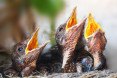 Baby animals, baby birds, baby rabbits, nestlings, fledglings, pet cats, cats, domestic cats, outdoor cats, outdoor pets, predators, cat predators, hunting birds