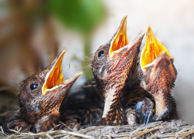 Baby animals, baby birds, baby rabbits, nestlings, fledglings, pet cats, cats, domestic cats, outdoor cats, outdoor pets, predators, cat predators, hunting birds