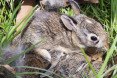 Baby animals, baby bunnies, baby rabbits, nestlings, fledglings, pet cats, cats, domestic cats, outdoor cats, outdoor pets, predators, cat predators, hunting birds,
