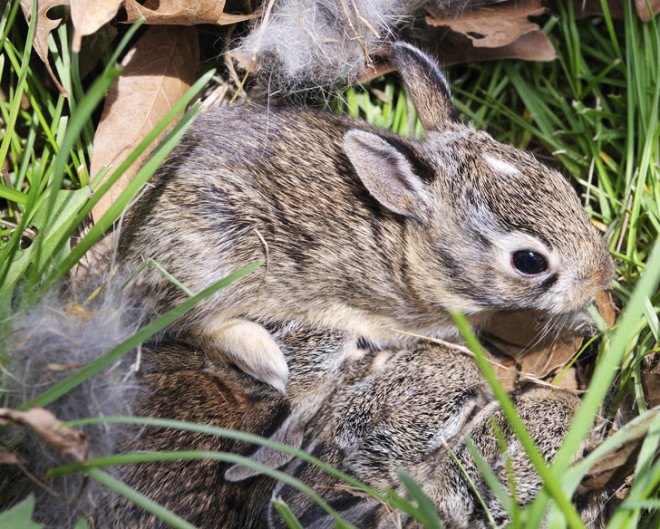 Baby animals, baby bunnies, baby rabbits, nestlings, fledglings, pet cats, cats, domestic cats, outdoor cats, outdoor pets, predators, cat predators, hunting birds,