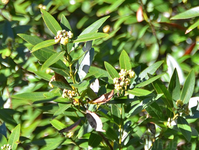 Bay Laurel Flowers, Bay Laurel, juniper ridge, winter redwood, wilderness perfume, wildcrafted fragrance, natural scents, green companies, environmental stewardship, sustainable design, green design, green business, sustainable business, wildcrafting, mount tamalpais, redwood forest